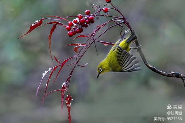萌萌可愛小精靈——繡眼鳥