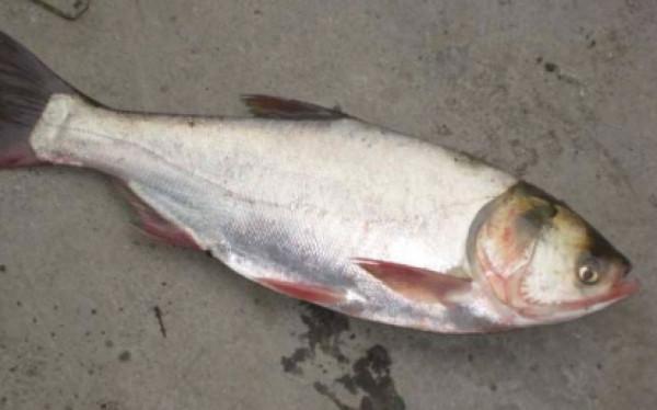 關於鰱鱅不得不說的故事，作為釣魚人必須要先了解鰱鱅的習性