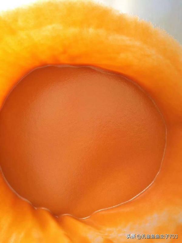 別人養的孔雀魚4個月都能繁殖了，而我養的6個月了，還這麼小啊？