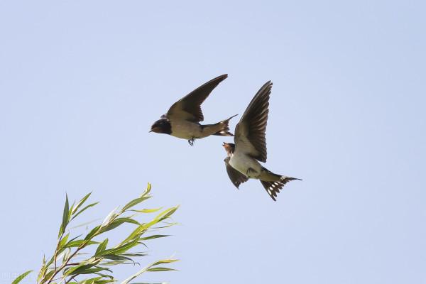 燕子每年都去南方過冬，“南方”究竟是哪？可能很多人都理解錯了