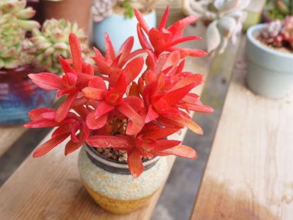 紅、黃、藍、黑，4種彩色多肉，你喜歡哪一款？