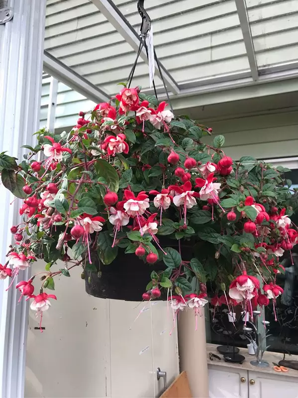 4種漂亮花，現在入手很“便宜”，天涼長得歡，開花長達200天