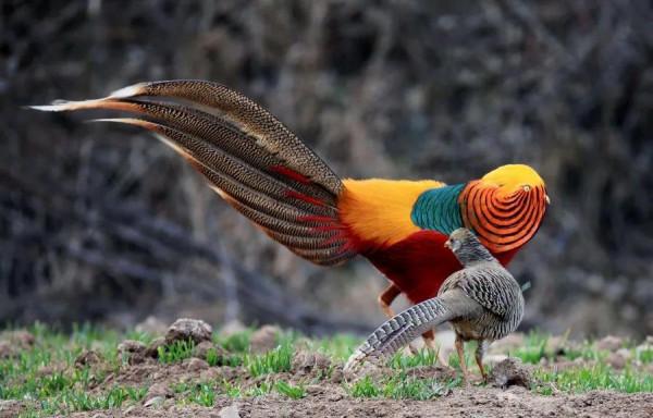 分享圖片：比鳳凰還美麗的鳥三十多款