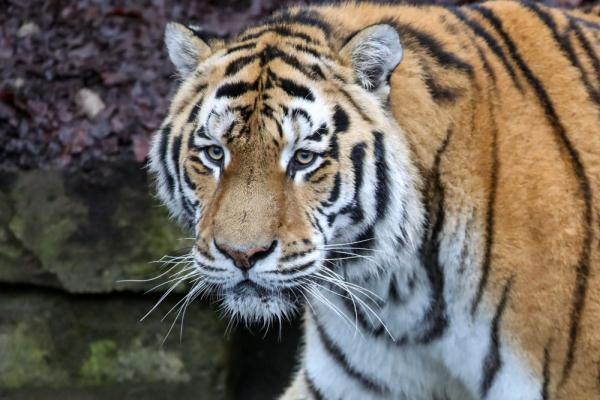 &OpenCurlyDoubleQuote;虎虎生威&rdquo;