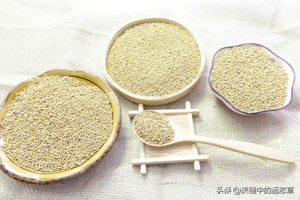 肺虛久咳？源於肺失肅降，送你三味中藥，降氣豁痰，兼可消食