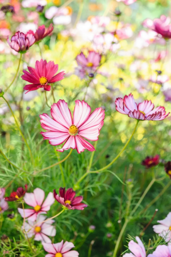 讓花園充滿浪漫色彩的粉色開花植物，滿足你的少女心