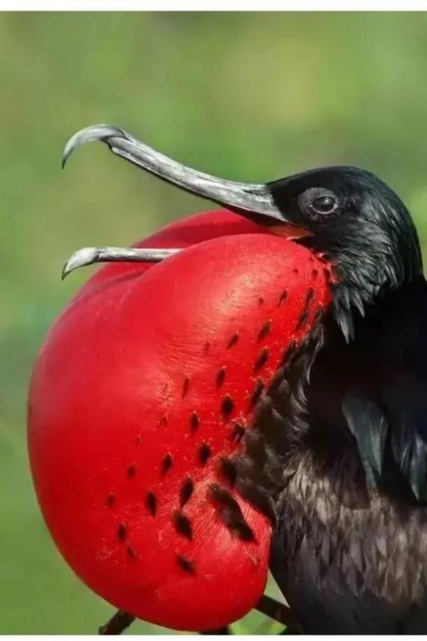 分享&mdash;&mdash;天生麗質的鳥兒