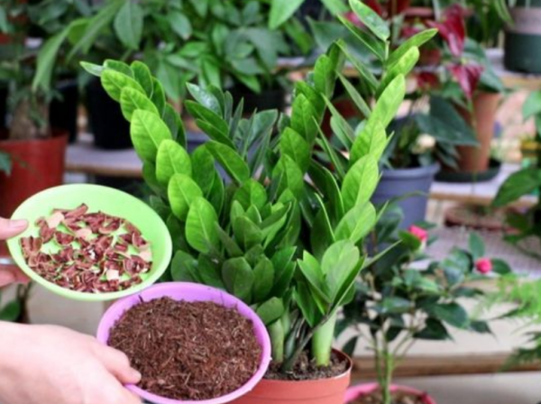 客廳見樹，家業穩固！適合客廳養的五種樹，大氣美觀，幸福感倍增