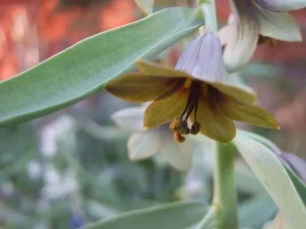 終於搞懂貝母這種植物了