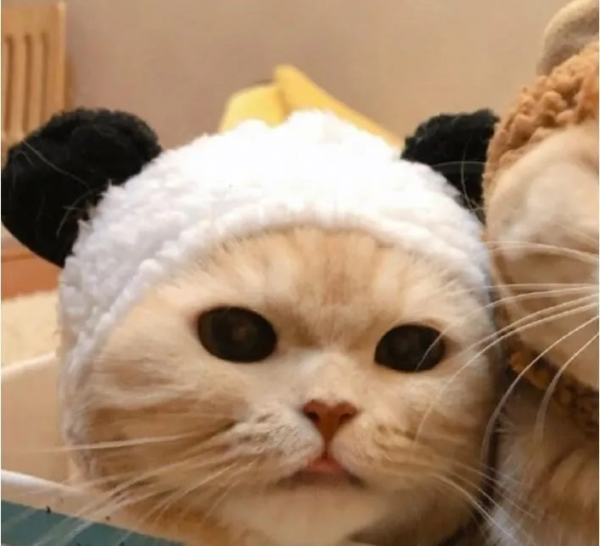 萌寵系列頭像「貓咪情頭」