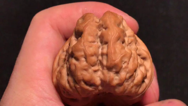 四道雙開背,八面蛤蟆尊 四道雙開背,八面蛤蟆尊