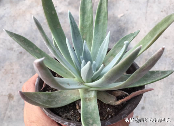 說不易養死的多肉仙女杯，御劍可佔一席之地，咋折騰它都很難掛掉