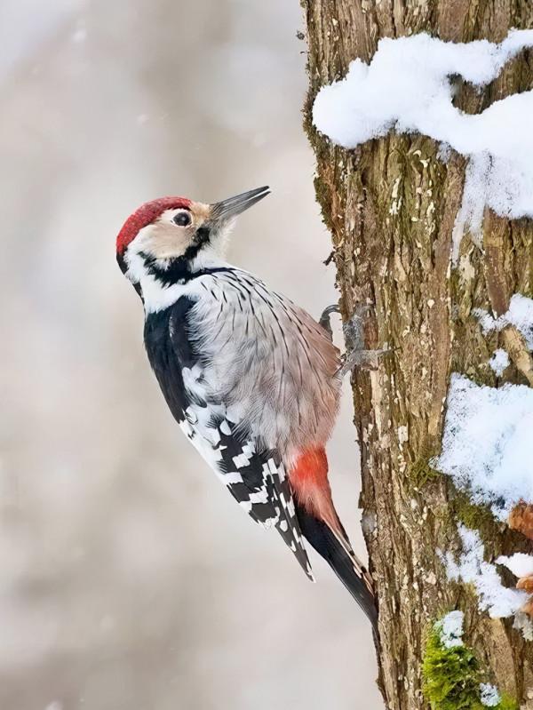 雪中的小鳥欣賞