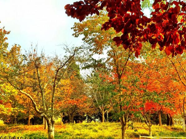 秋日玉淵潭 秋日玉淵潭