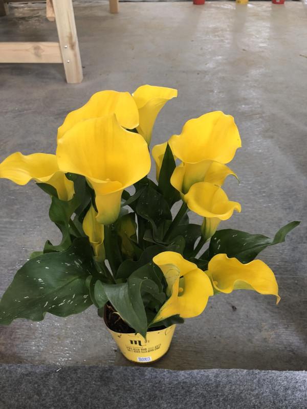 1種花長得像“漏斗”，就是個“水桶”，多喝水才能長得旺