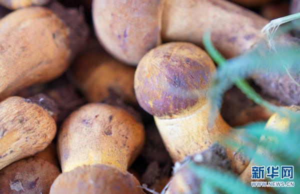 遇見雲南生物多樣性之美丨“春城”萬物生