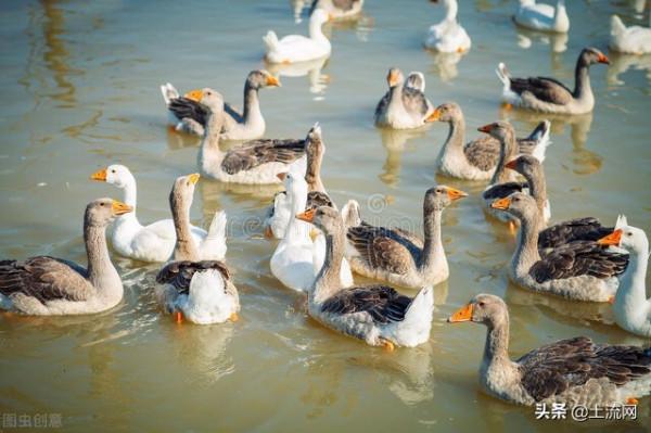 活鵝市場價格多少錢一斤?怎麼長途運輸?養殖利潤如何? 活鵝市場價格多少錢一斤?怎麼長途運輸?養殖利潤如何?