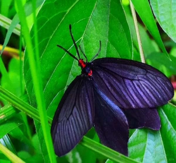 滴注防治重陽木錦斑蛾