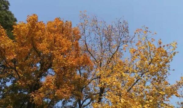 55歲阿姨：那時候連我做的飯都不吃的人，年老了卻離不開我