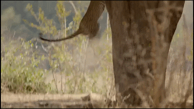 這隻花豹是啃老反面教材！正能量教育意義