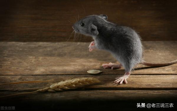 老鼠一夜咬死85只小雞，雞場老闆用這三招，老鼠永遠不再來，厲害