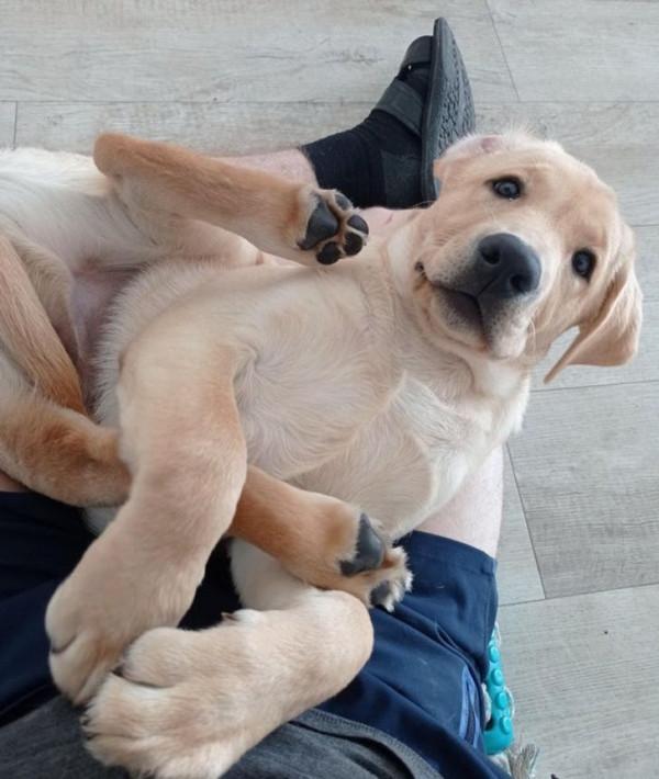 那些擁有太陽般氣質的動物們,看它們一眼就能讓你開心一整天 那些擁有太陽般氣質的動物們,看它們一眼就能讓你開心一整天