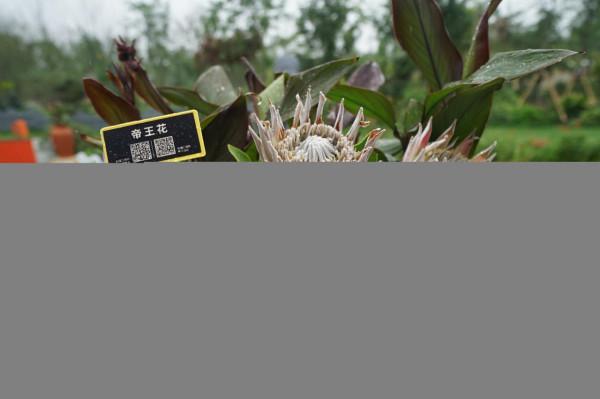 南非植物這麼多，你認識幾種？