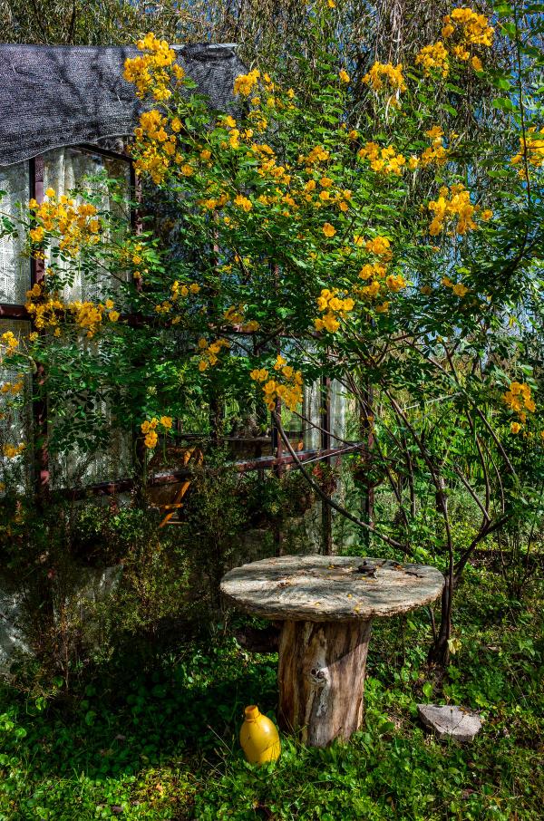 有這4個特點的院子,不拿來養花,簡直就是浪費 有這4個特點的院子,不拿來養花,簡直就是浪費