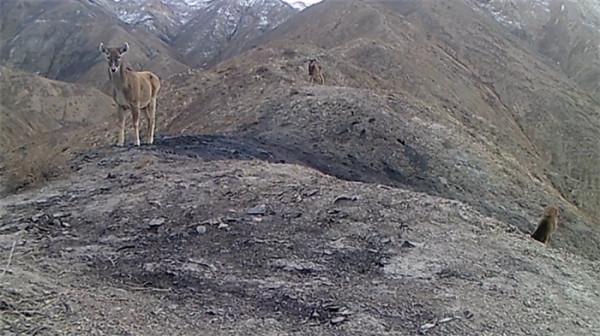 祁連山國家公園裡的動物世界