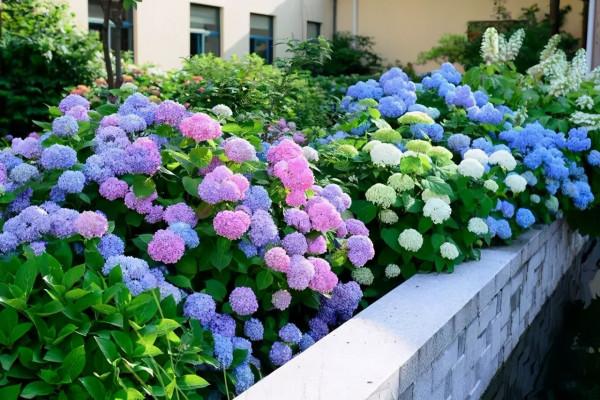 5種“漂亮花”,別隨便曬太陽,曬得越多,開花越少,別弄反了 5種“漂亮花”,別隨便曬太陽,曬得越多,開花越少,別弄反了