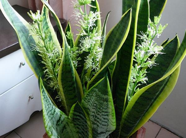 家裡光照不足花難養,看看這10種花,不用光照也能長得旺 家裡光照不足花難養,看看這10種花,不用光照也能長得旺