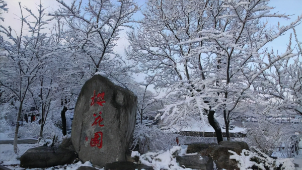 玉淵潭公園正門是哪個門?冬季櫻花更勝春光,還有臘梅和霧凇奇觀 玉淵潭公園正門是哪個門?冬季櫻花更勝春光,還有臘梅和霧凇奇觀