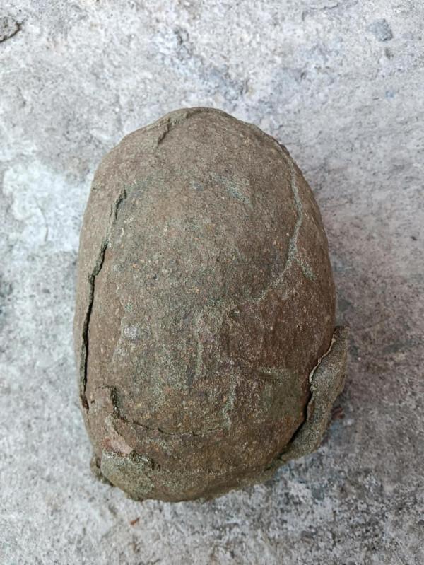 像不像活化石 像不像活化石