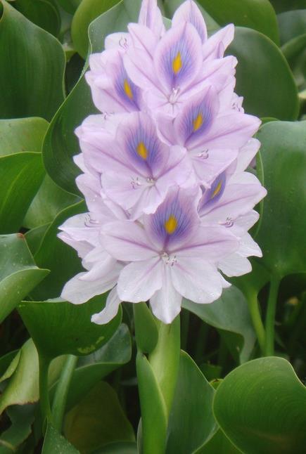 7種&OpenCurlyDoubleQuote;喜水花&rdquo;，不怕手賤澆不爛，天天泡水裡，長得肥大愛開花