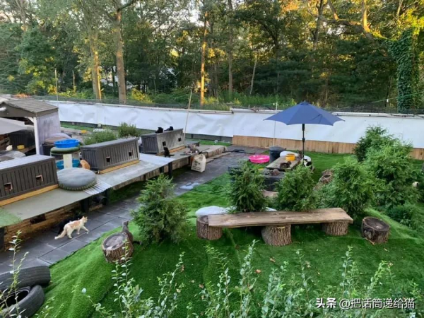 中年喪子後，父親花了15年建了座“貓天堂”