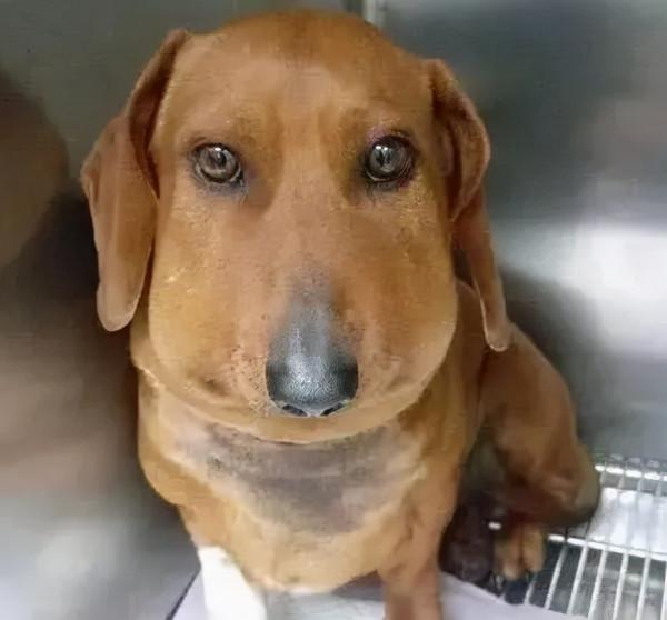 狗子用實力詮釋，什麼叫“百蟄不撓”