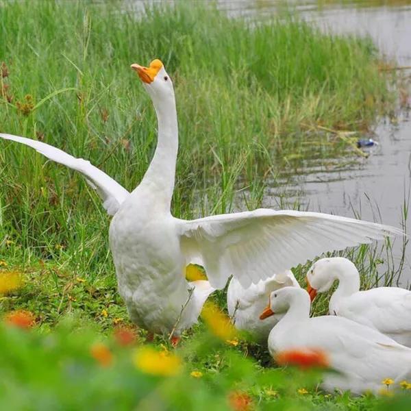 小雞,仔豬,老鵝 小雞,仔豬,老鵝