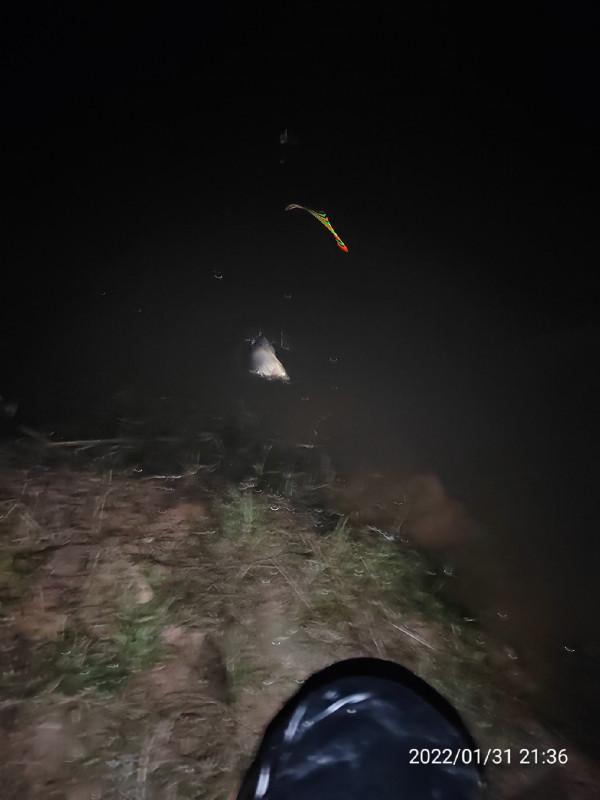 陪伴魚兒看煙花，期待新年的鐘聲