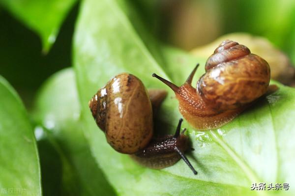 心態不好，能力再強也是個弱者