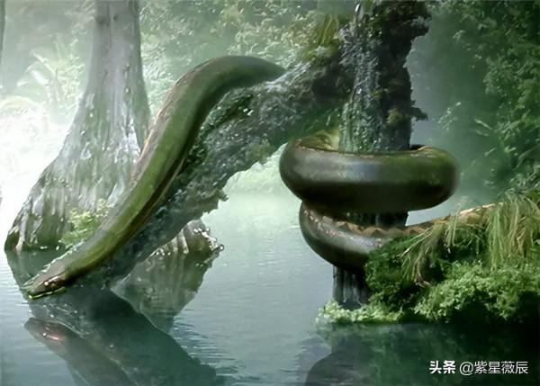 王牌飛行員奇遇:駕駛直升機在空中遭遇15米巨蟒,真相成謎 王牌飛行員奇遇:駕駛直升機在空中遭遇15米巨蟒,真相成謎