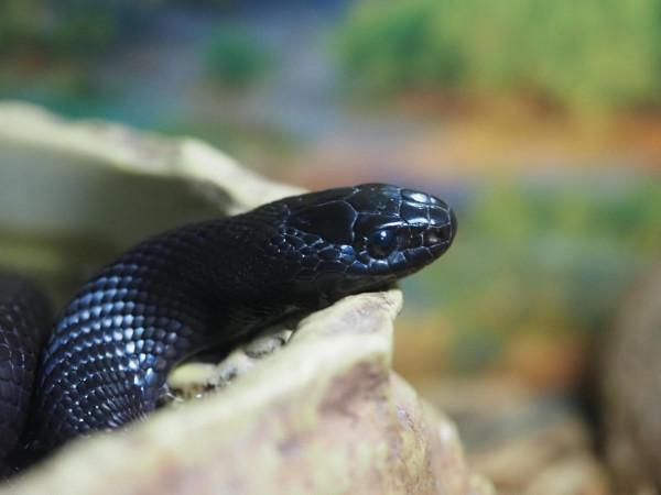 為了拍娃，我賣掉索尼全幅入手奧林巴斯M43