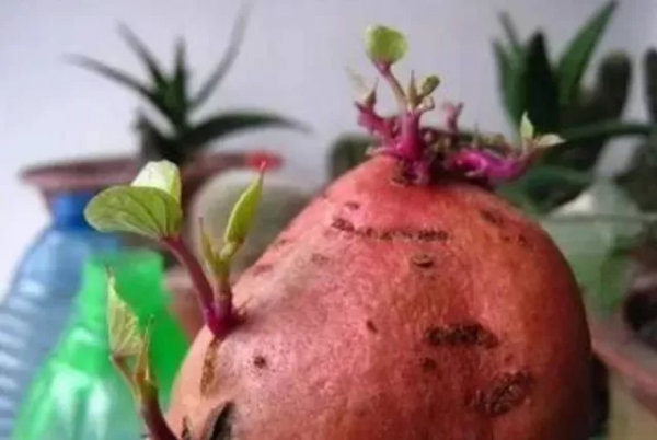 四種食物發芽後營養或會倍增，有你愛吃的嗎？