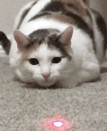 貓：我飛起來要比那些長翅膀的快多了