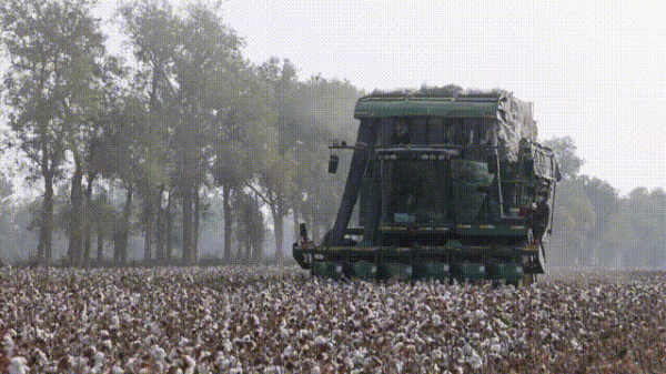 棉花波動加劇,期貨走弱,籽棉收購價下調 棉花波動加劇,期貨走弱,籽棉收購價下調