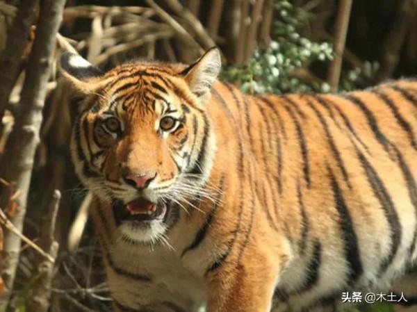 虎年說虎 虎的種類