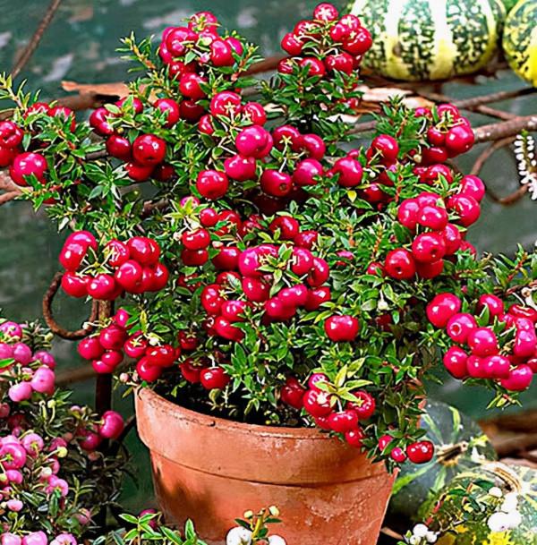 觀果新秀植物麗果木 觀果新秀植物麗果木