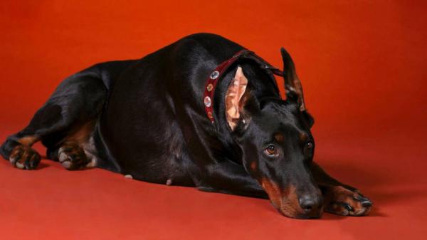 杜賓犬為什麼“不常見”，難養在哪裡