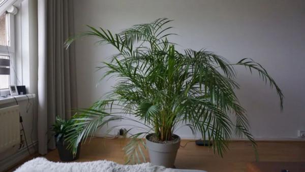 3種花,能養人,家裡客廳放一盆,越養越有貴氣!你家裡有幾盆? 3種花,能養人,家裡客廳放一盆,越養越有貴氣!你家裡有幾盆?