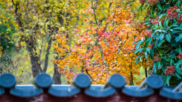 華清宮的初冬美景，驚豔了誰的時光？