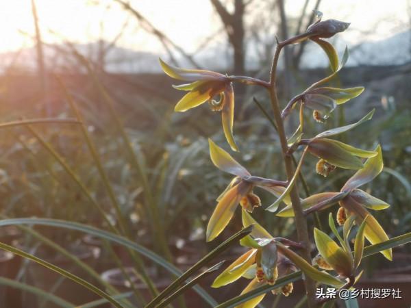 養蕙蘭為什麼要用大盆?蘭友說:找到蕙蘭不開花的原因了 養蕙蘭為什麼要用大盆?蘭友說:找到蕙蘭不開花的原因了